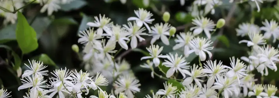 Plamének plotní Náhled