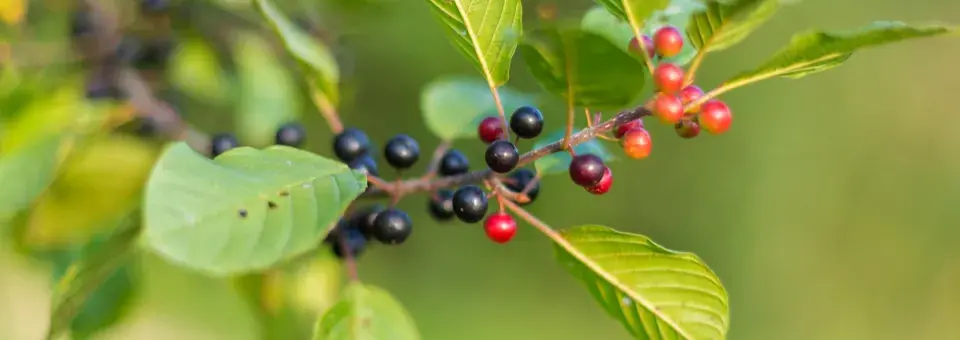 Krušina olšová Náhled