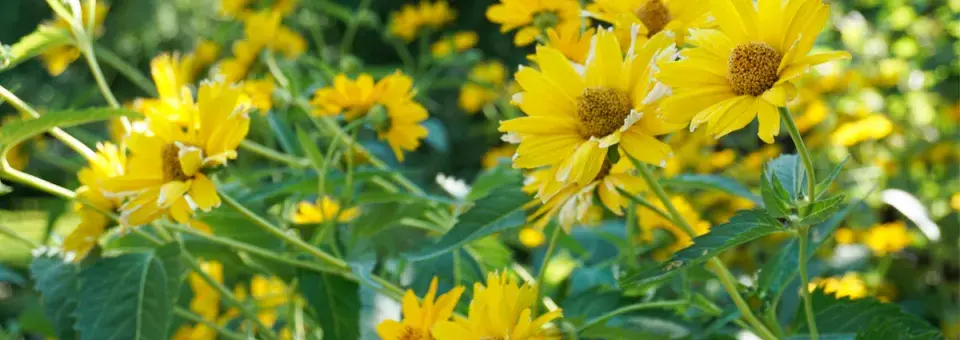 Slunečnice desetiplátečná, vytrvalá Náhled