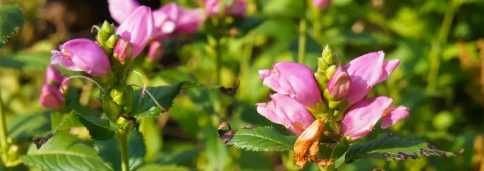 Štítovka kosá Náhled