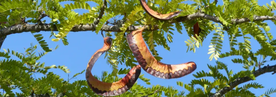 Dřezovec trojtrnný Náhled