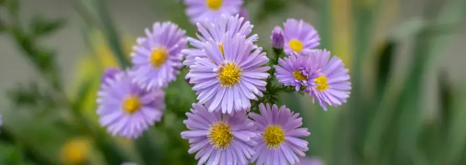 Hvězdnice novoanglická Náhled