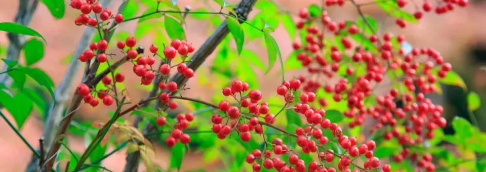 Nandina domácí Náhled