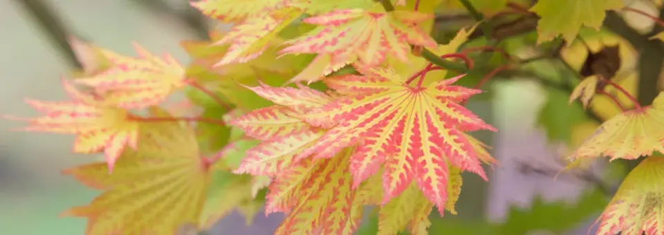 Javor dlanitolistý Náhled