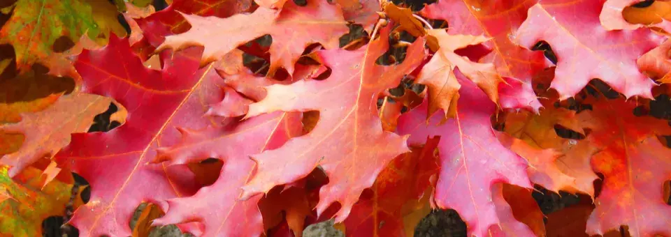 Dub bahenní Náhled