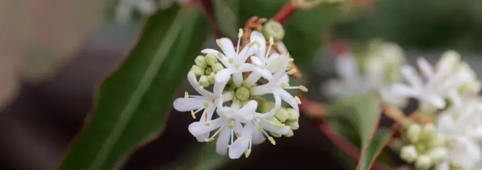 Sedmisyn jasmínovitý Náhled