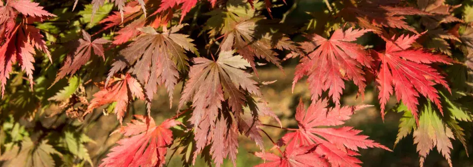 Javor shirasawanský Náhled