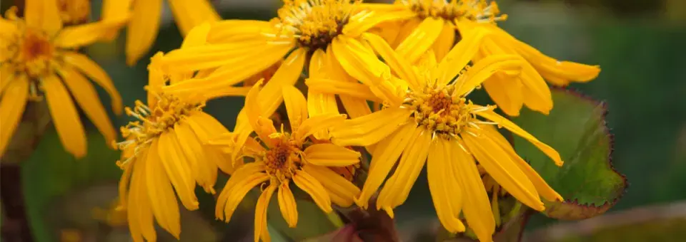 Popelivka zubatá Náhled