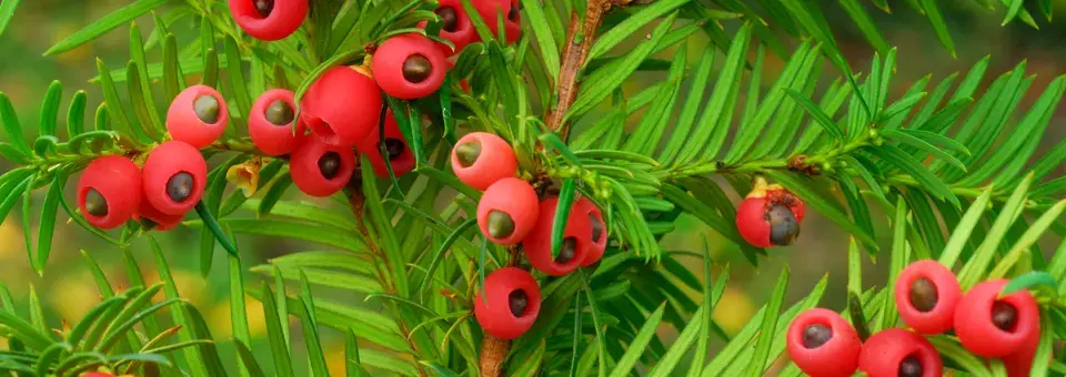 Tis červený Náhled