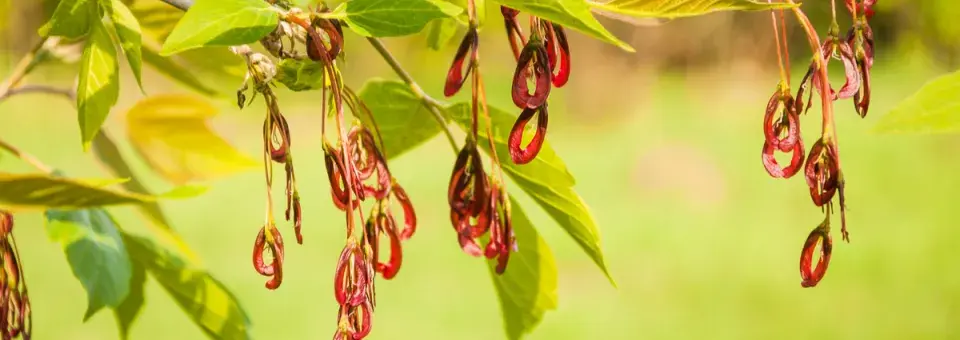 Javor jasanolistý Náhled