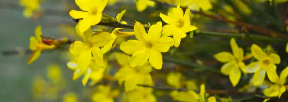 Jasmín nahokvětý Náhled