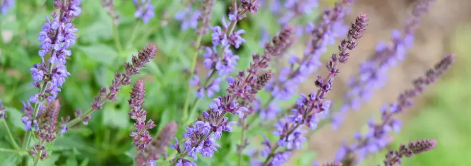 Šalvěj hajní Náhled