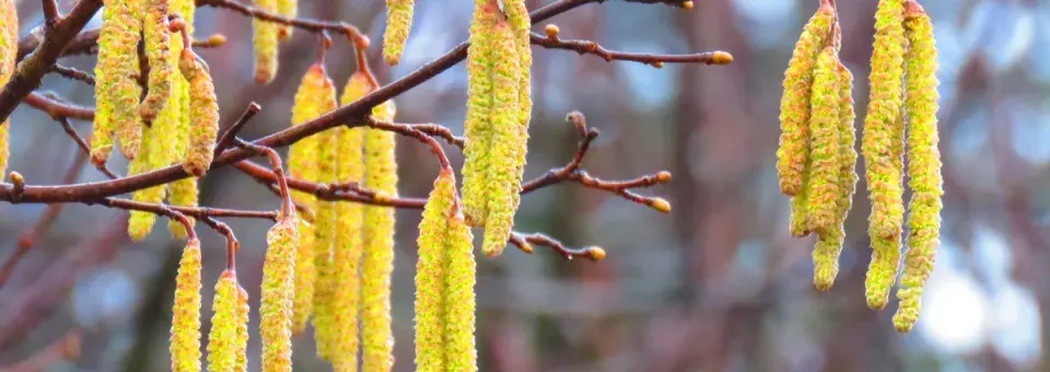 Líska obecná Náhled