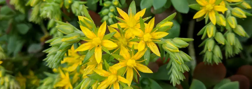 Rozchodník ostrý Náhled