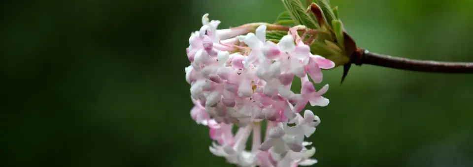Kalina bodnanská Náhled