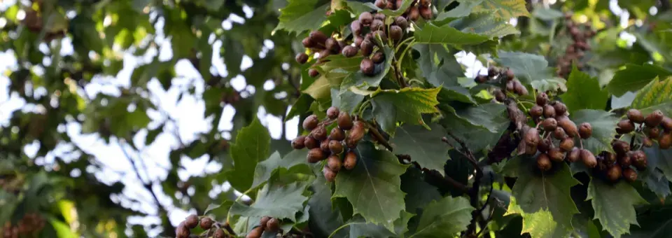 Jeřáb břek Náhled