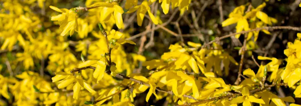 Zlatice prostřední Náhled