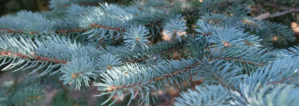 Smrk omorika Náhled