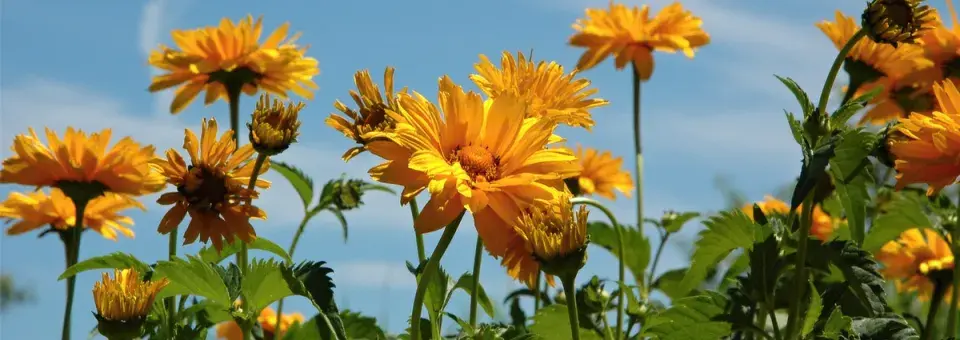 Janeba drsná Náhled