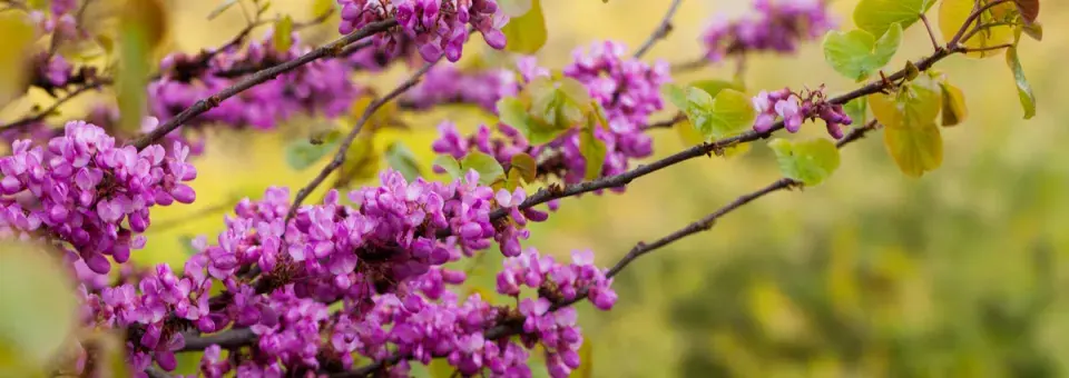 Zmarlika Jidášova Náhled