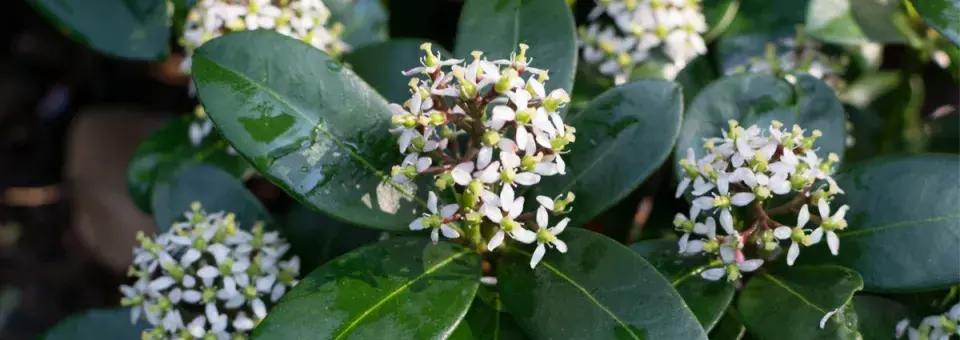 Skimie japonská Náhled