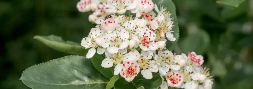 Temnoplodec černoplodý Náhled