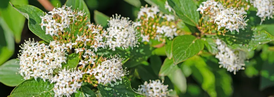 Svída bílá Náhled