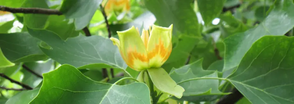 Liliovník tulipánokvětý Náhled