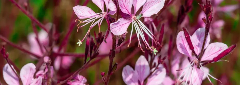 Svíčkovec Lindheimerův Náhled