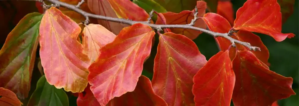 Parotie perská Náhled