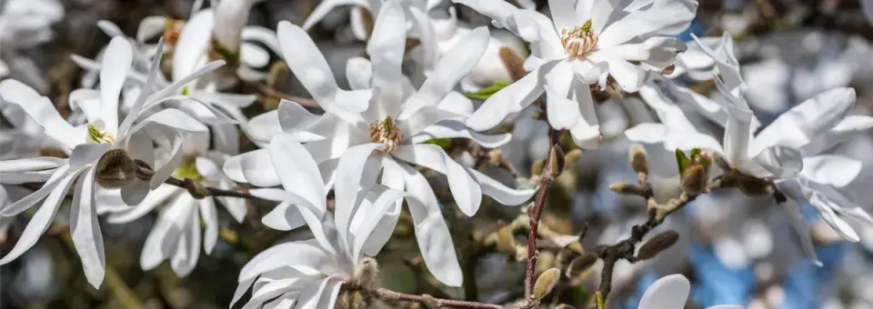 Šácholan hvězdovitý Náhled