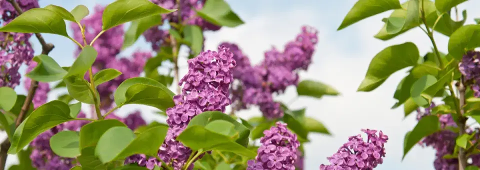 Šeřík obecný Náhled