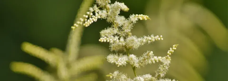 Udatna lesní Náhled