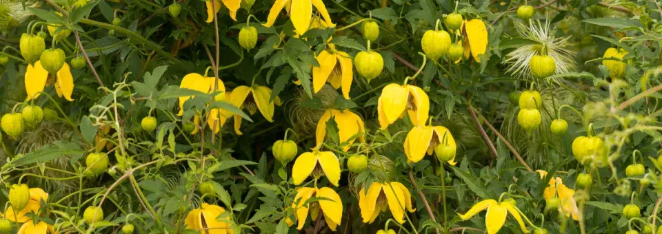 Plamének tangutský Náhled