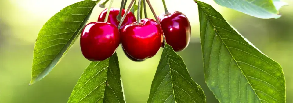 Třešeň ptačí Náhled