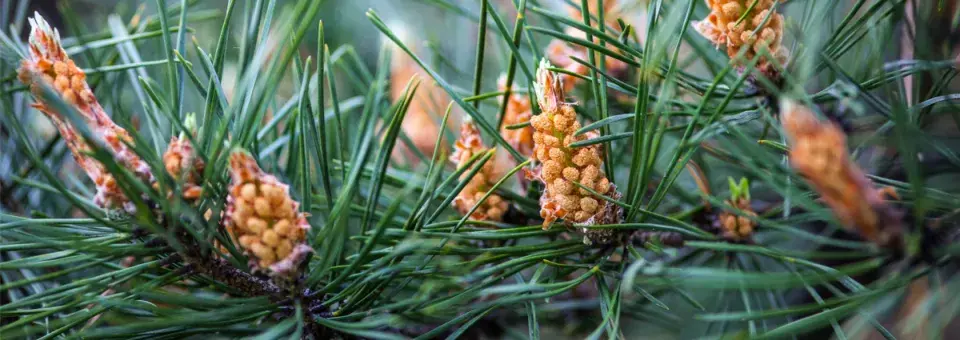 Borovice lesní Náhled