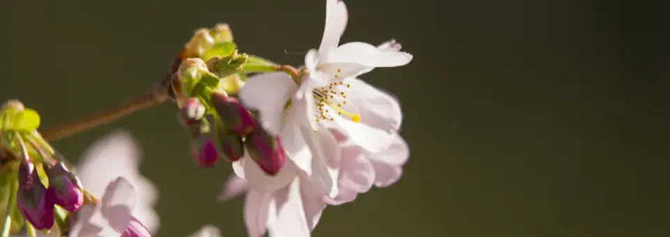 Višeň chlupatá, třešeň chloupkatá Náhled