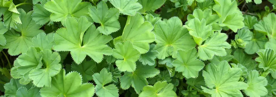 Kontryhel měkký Náhled