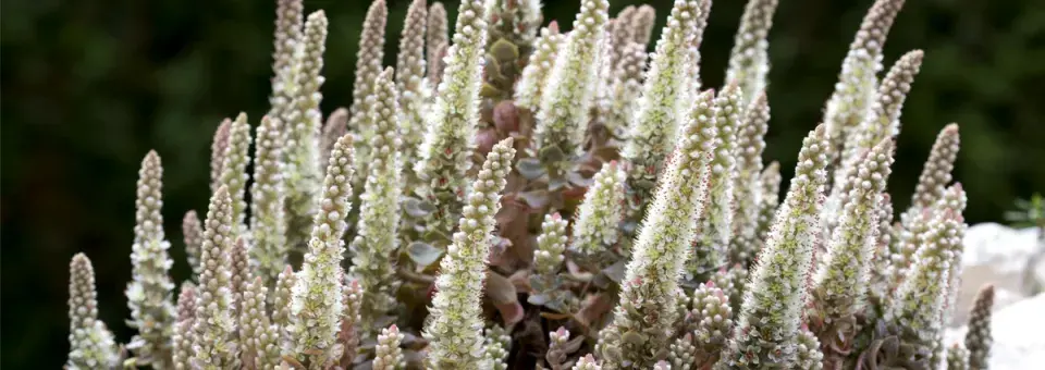 Hornoklasec Iwarengův Náhled