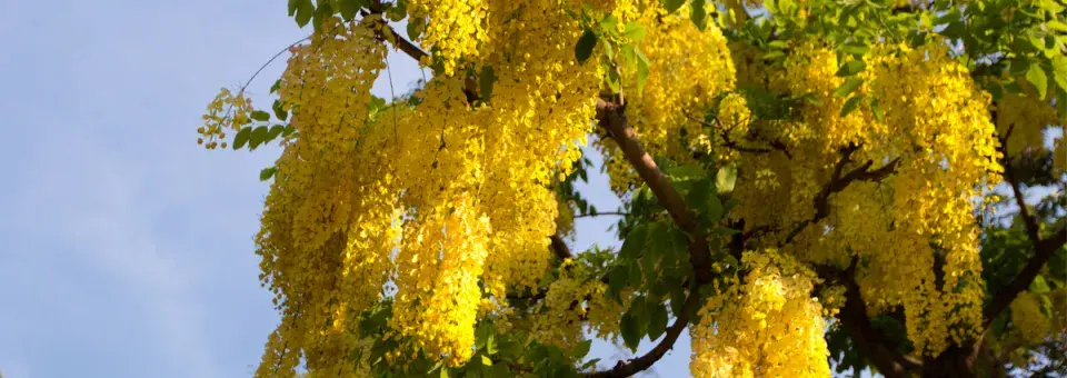 Štědřenec Watererův Náhled