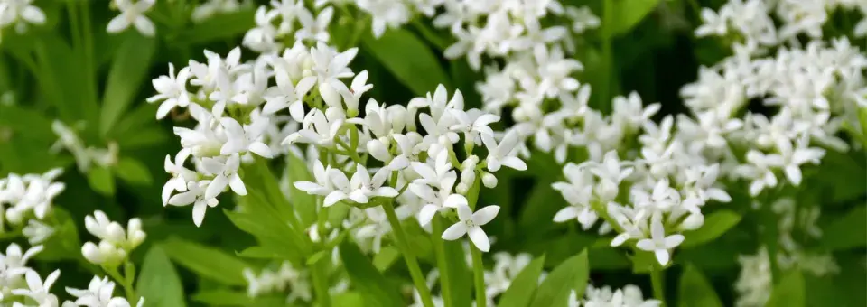 Svízel vonný, mařinka vonná Náhled