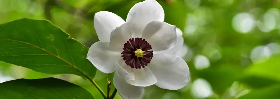 Šácholan Sieboldův Náhled