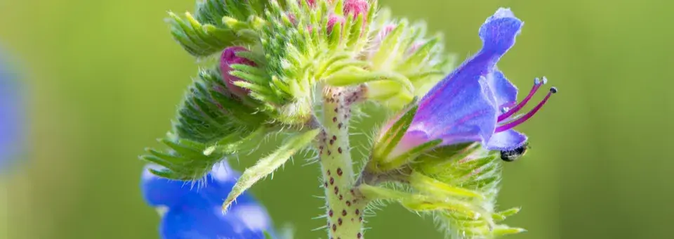 Hadinec obecný Náhled