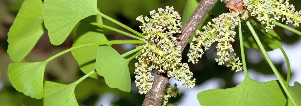 Jinan dvoulaločný Náhled