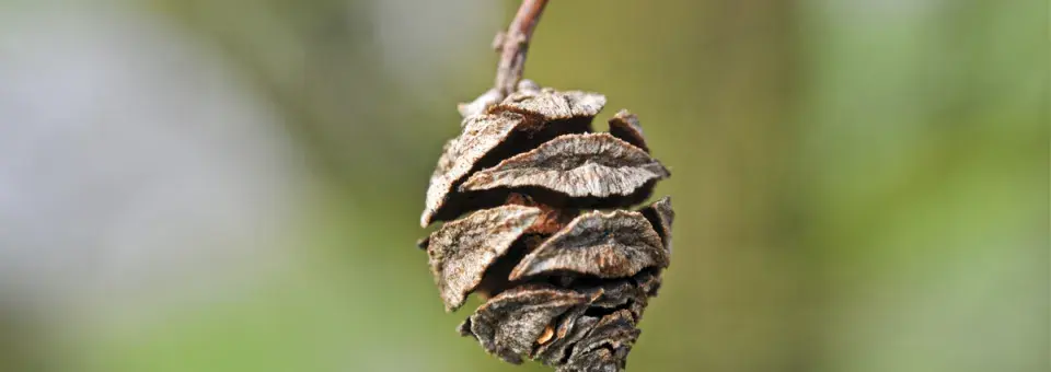 Metasekvoje čínská Náhled