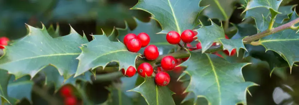 Cesmína ostrolistá Náhled