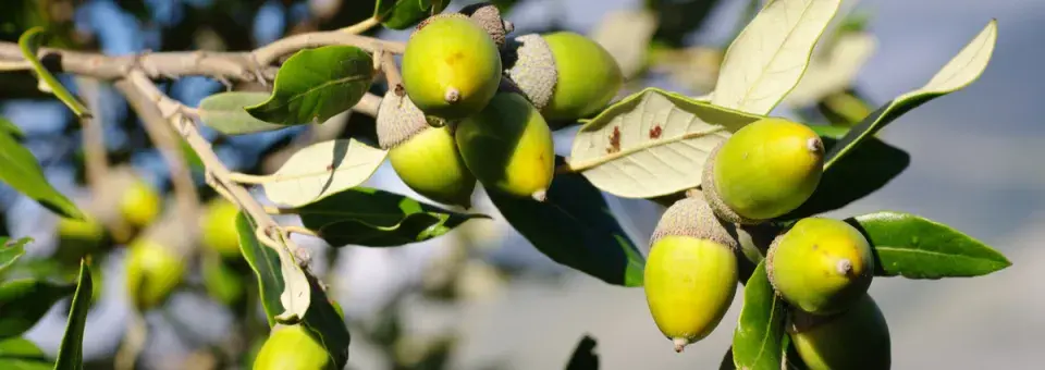 Dub cesmínovitý Náhled