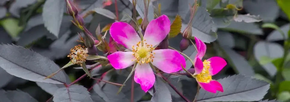 Růže sivá Náhled