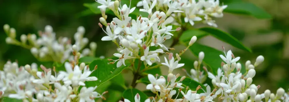 Ptačí zob obecný Náhled