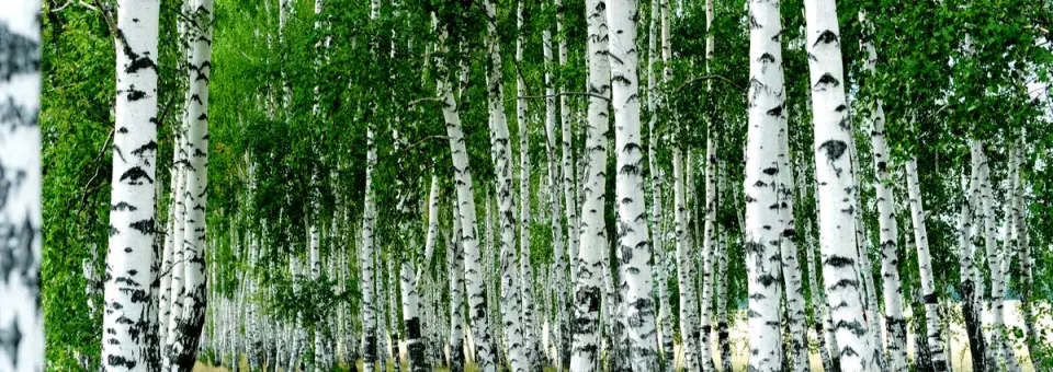 Bříza bělokorá Náhled